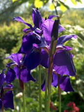https://www.heikestey.de/media/pflanzen/Iris gut.jpg